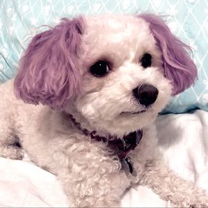 Meet your Posher, Faye